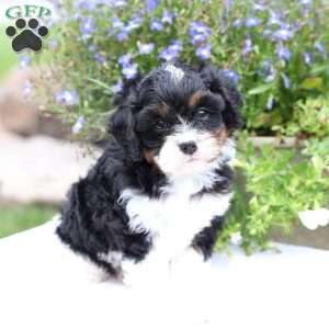 Slade, Cavapoo Puppy